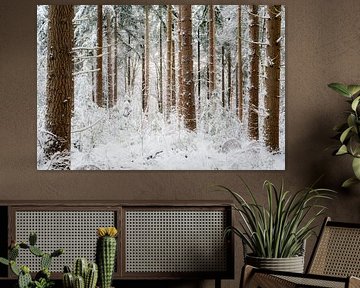 Stille im Winterwald