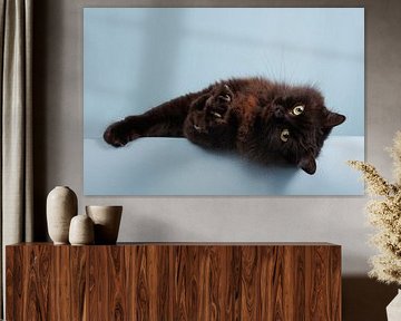 Langhaarige schwarze Katze auf hellblauem Hintergrund - Play Time! von Dagmar Hijmans