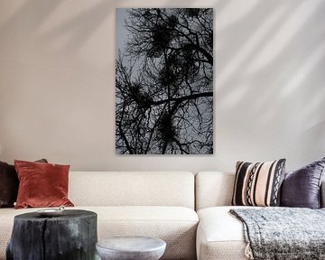 Abstract Silhouette of Tree Branches in black and white