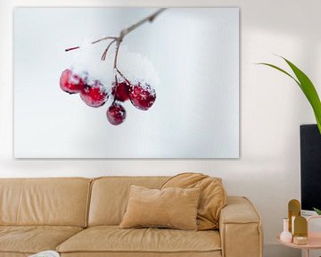 Touch of red in winter by Elise van Gils