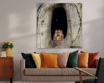 Ruhender Waldkauz. von Menno Schaefer