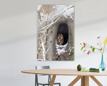 Bosuil rustend in de winter.