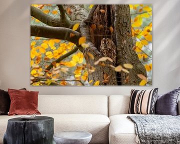 Bosuil rustend tussen de herfstkleuren.