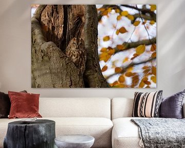 Bosuil rustend tussen de herfstkleuren.