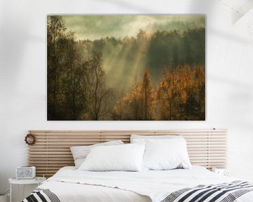 Atmospheric sunrise over the trees