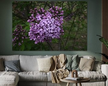 Fleur de lilas sur Alienbird