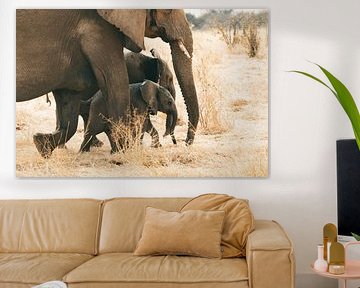 Deux jeunes éléphants explorent la savane sous la conduite affectueuse de leur mère. sur Stef Heijenk