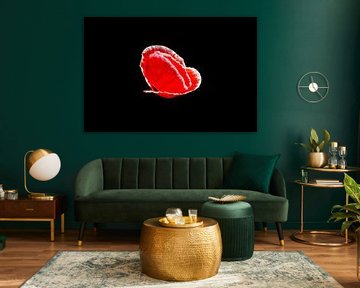 Nahaufnahme einer roten Mohnblume