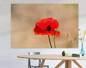 Nahaufnahme einer roten Mohnblume mit hellem Hintergrund.