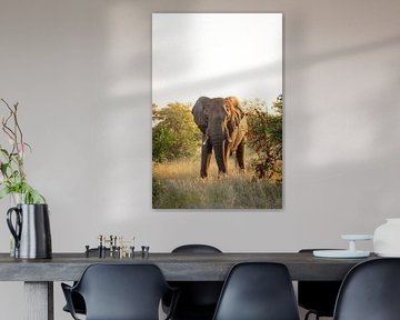 Elephant in the bush of Timbavati, South Africa by Teun Janssen
