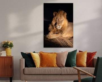 Lion at night in Timbavati, South Africa by Teun Janssen