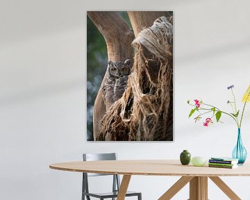 Eule in Hermanus, Südafrika von Teun Janssen