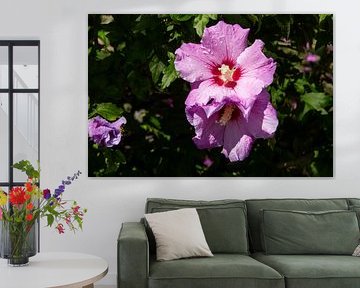 Close-up of raindrops on a pink hibiscus flower by AdWF