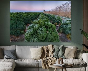 Frost-covered kale in the field with mill on the colourful horizon