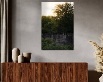 Silhouette of baboons in Timbavati, South Africa by Teun Janssen