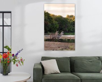 Wasserböcke im Busch von Timbavati, Südafrika von Teun Janssen