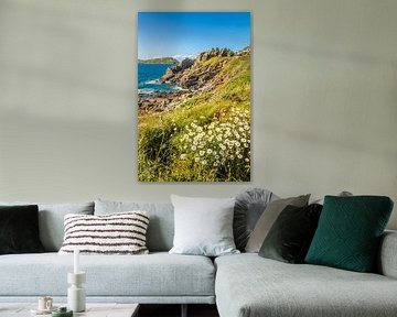 Rocky coast with daisies at Pointe de Bihit, Trébeurden, Brittany