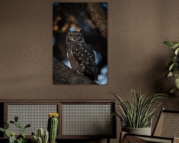 Nahaufnahme einer Eule in einem Baum in Hermanus von Teun Janssen