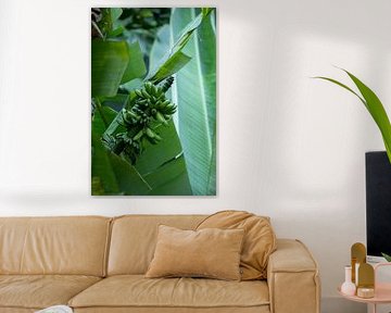 Grüne Bananen in tropischem Licht von Marco Leeggangers