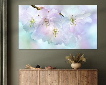 Japanische Kirschblüte