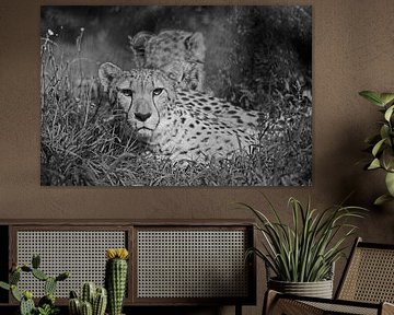 Cheeta von Frank Smedts