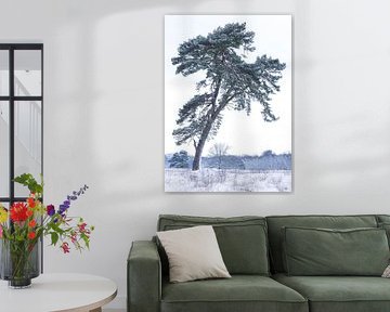 De Strubben-Kniphorstbosch - Schipborg - Drenthe (Pays-Bas)