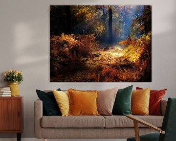 A beautiful autumn forest with sun harps giving the ferns a golden glow by Bas Meelker