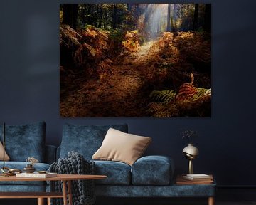 A beautiful autumn forest with sun harps giving the ferns a golden glow by Bas Meelker