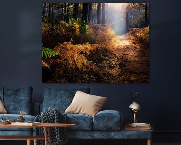 A beautiful autumn forest with sun harps giving the ferns a golden glow by Bas Meelker
