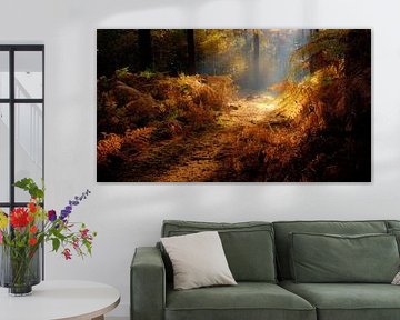 A beautiful autumn forest with sun harps giving the ferns a golden glow by Bas Meelker