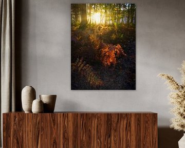 A beautiful autumn forest with sun harps giving the ferns a golden glow by Bas Meelker