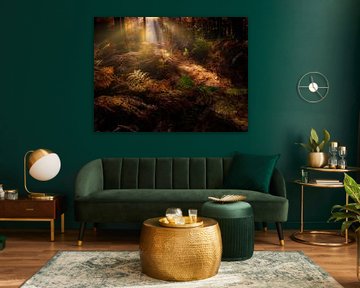 A beautiful autumn forest with sun harps giving the ferns a golden glow by Bas Meelker