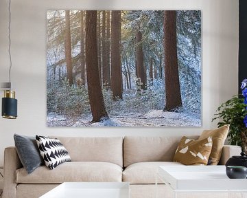 Zacht licht schijnt door de bomen op een winter ochtend in een besneeuwd bos in De Moeren, Brabant