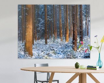 Zacht licht schijnt door de bomen op een winter ochtend in een besneeuwd bos in De Moeren, Brabant