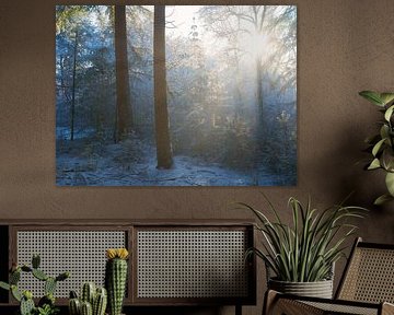 Zacht licht schijnt door de bomen op een winter ochtend in een besneeuwd bos in De Moeren, Brabant