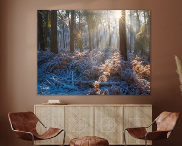 Zacht licht schijnt door de bomen op een winter ochtend in een besneeuwd bos in De Moeren, Brabant