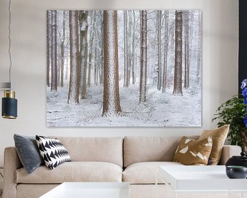 Sneeuw bedekt de bomen in het bos in de winter - De Moeren, nede