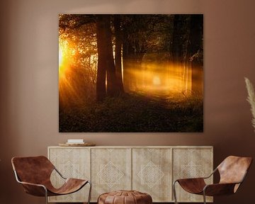 Zonneharpen in het bos in de herfst - De Moeren, Noord-Brabant