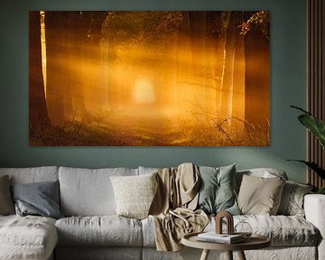 Sonnenharfen im Wald im Herbst - De Moeren, Nordbrabant von Bas Meelker