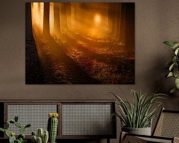 Zonneharpen in het bos in de herfst - De Moeren, Noord-Brabant