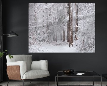 Sneew bedekt de bomen in het bos in Noord-Brabant, Nederland