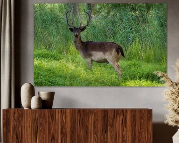 Überrascht, einen Fotografen zu sehen