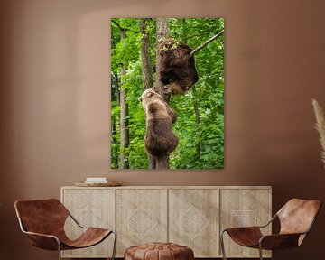 Bears game by Mart Houtman