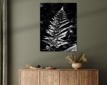 Sailing in black and white