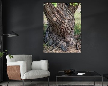 Tree bark - Bark with drawing