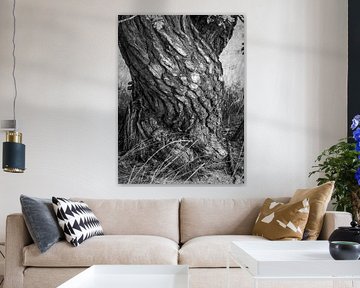 Tree bark - Bark with drawing in black and white
