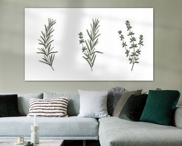 Culinary Herb Garden: Hand-Painted Rosemary and Thyme Botanical Illustration