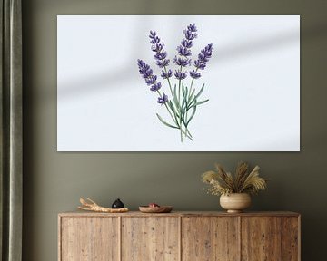 Provencal Lavender Study: Elegant Watercolor Botanical Illustration by Syapaat syapaat