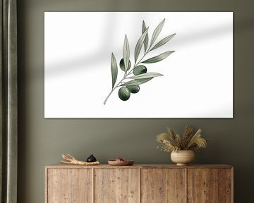 Mediterranean Peace: Elegant Watercolor Olive Branch Illustration