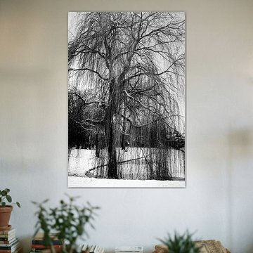 Winterzeit in Schwarz und Weiß